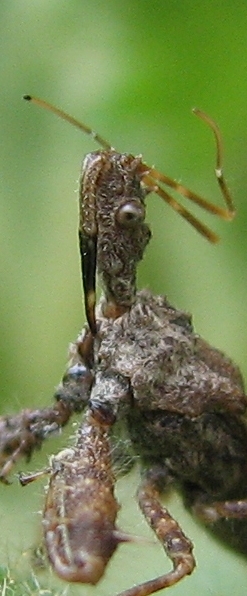 2009-06-20_backyard_indian_pipe 117_crop2.jpg